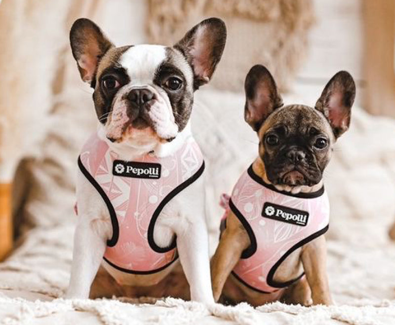 Perro en Pepolli Arnés para perros con diseño boho