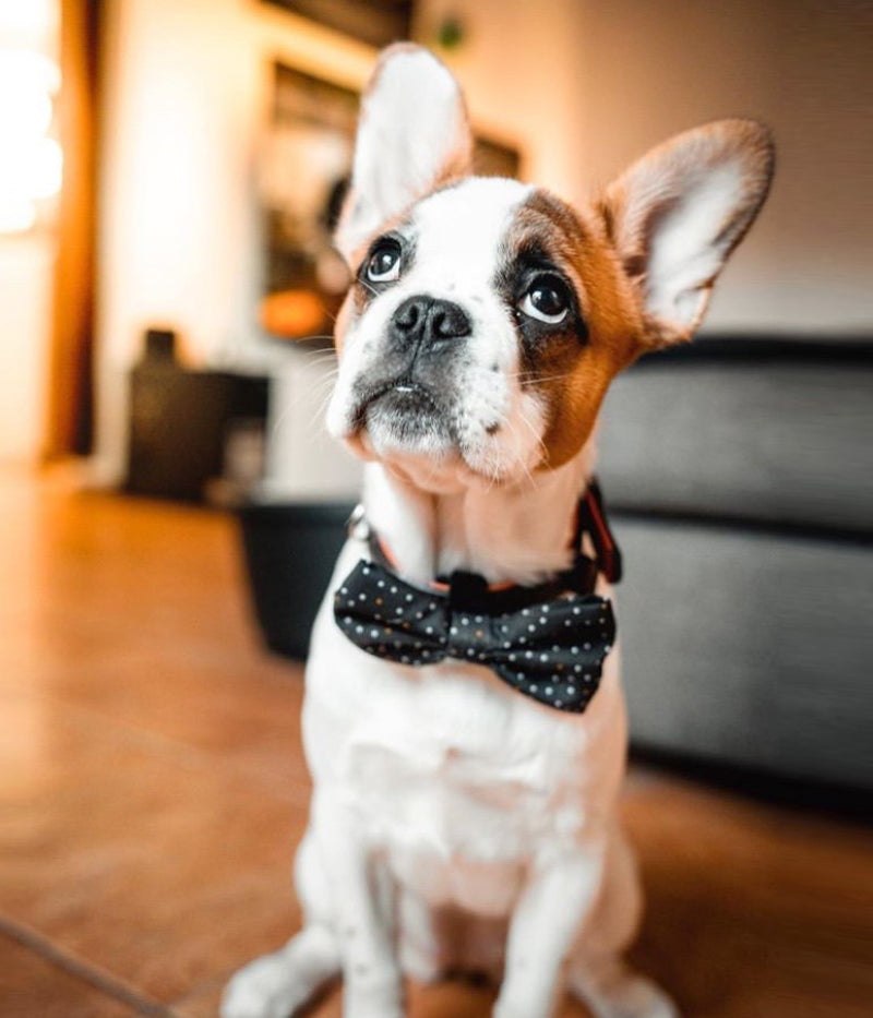 Collar GALAXY