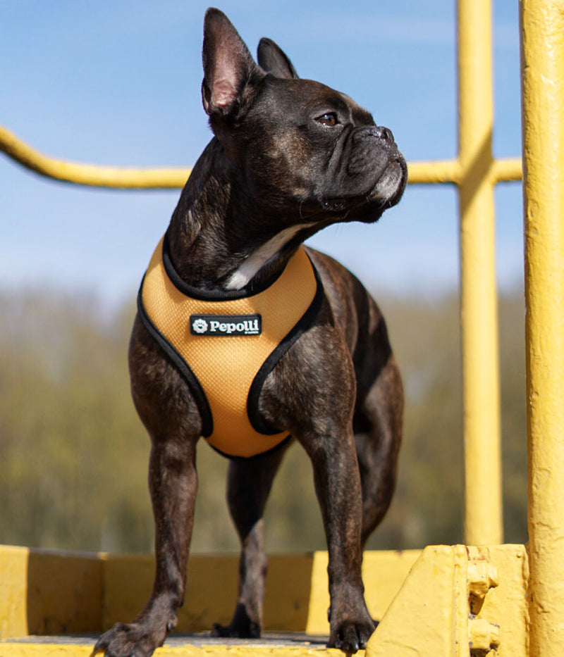 Arnés 2-EN-1 & Correa DUBLIN