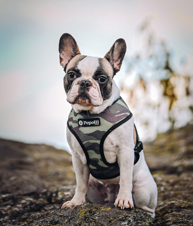 Arnés 2-EN-1 GALAXY