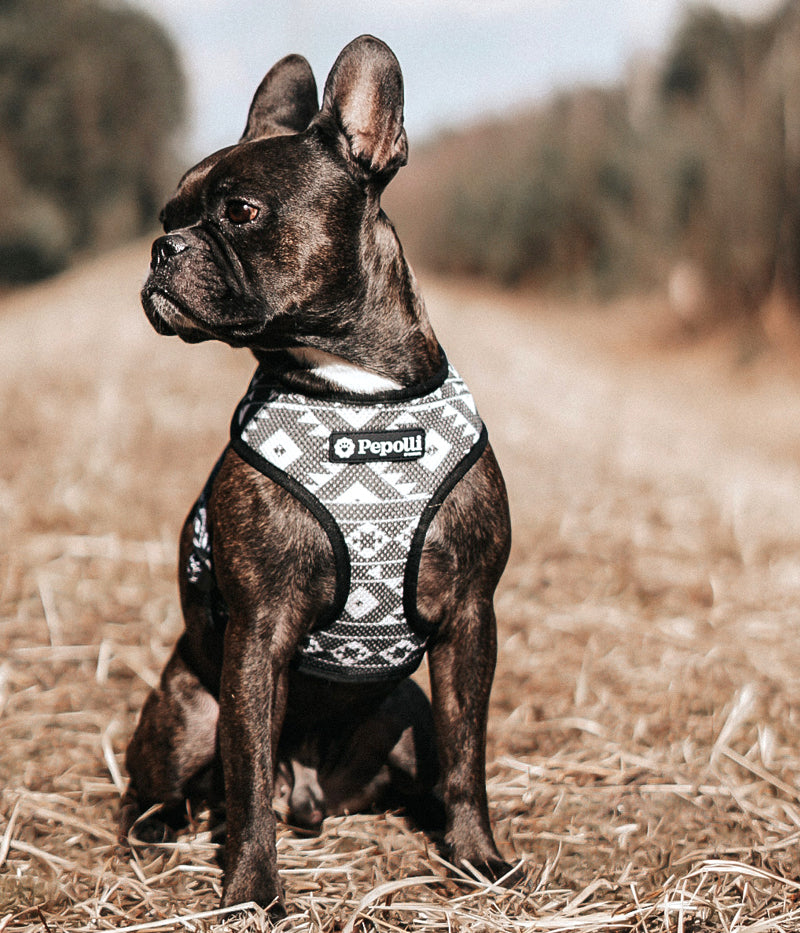 Arnés 2-EN-1 HAWAII