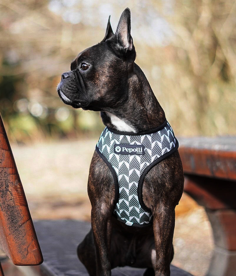 Arnés 2-EN-1 INDIANA