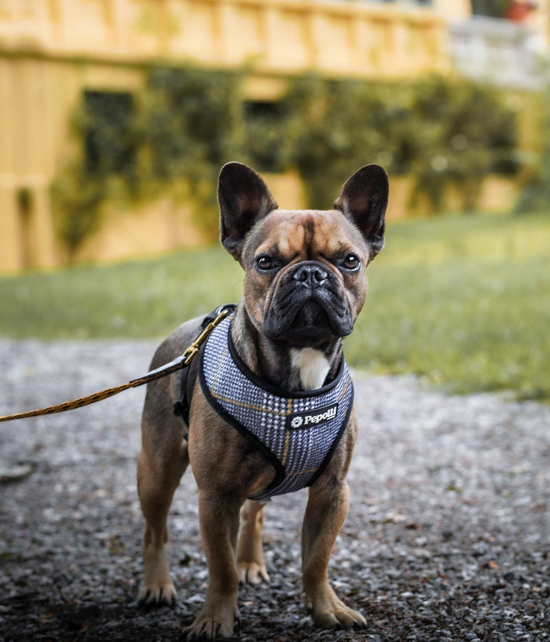 Arnés 2-EN-1 LONDON