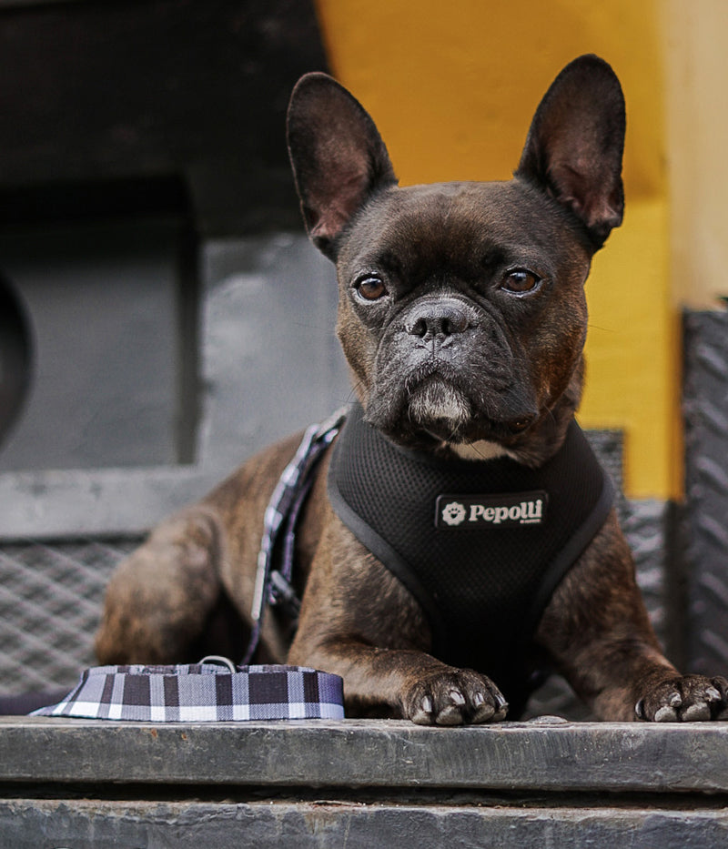 Arnés 2-EN-1 NEW YORK