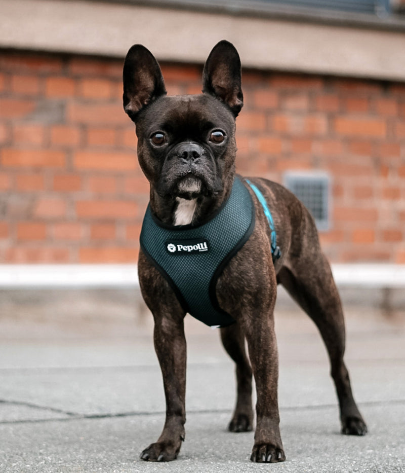 Arnés 2-EN-1 PEKING