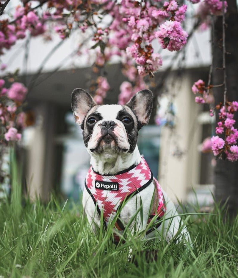 Arnés 2-EN-1 & Correa BALI