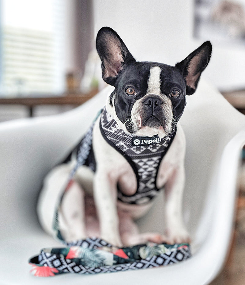 Arnés 2-EN-1 & Correa HAWAII