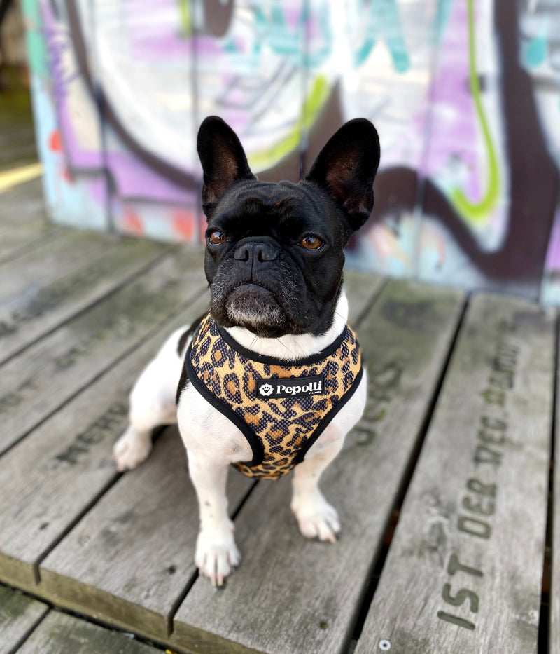 Arnés 2-EN-1 & Correa ROSE