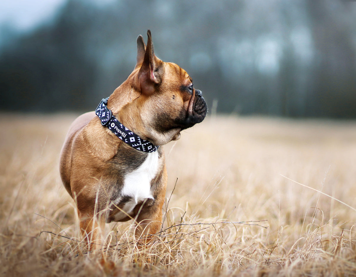 Perro en Pepolli collar para perros con diseño de azteca