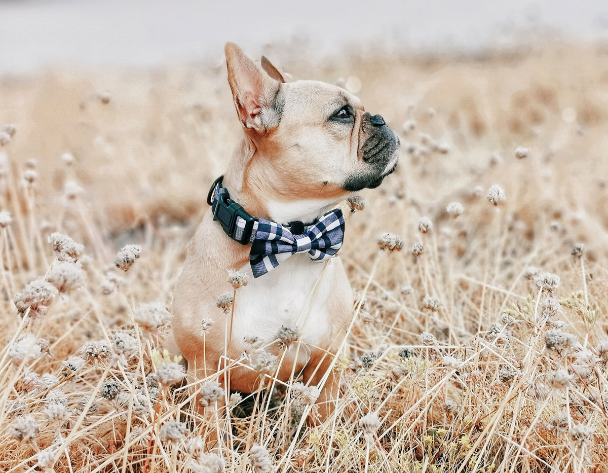 Perro en Pepolli collar para perros con diseño Scottish-Look