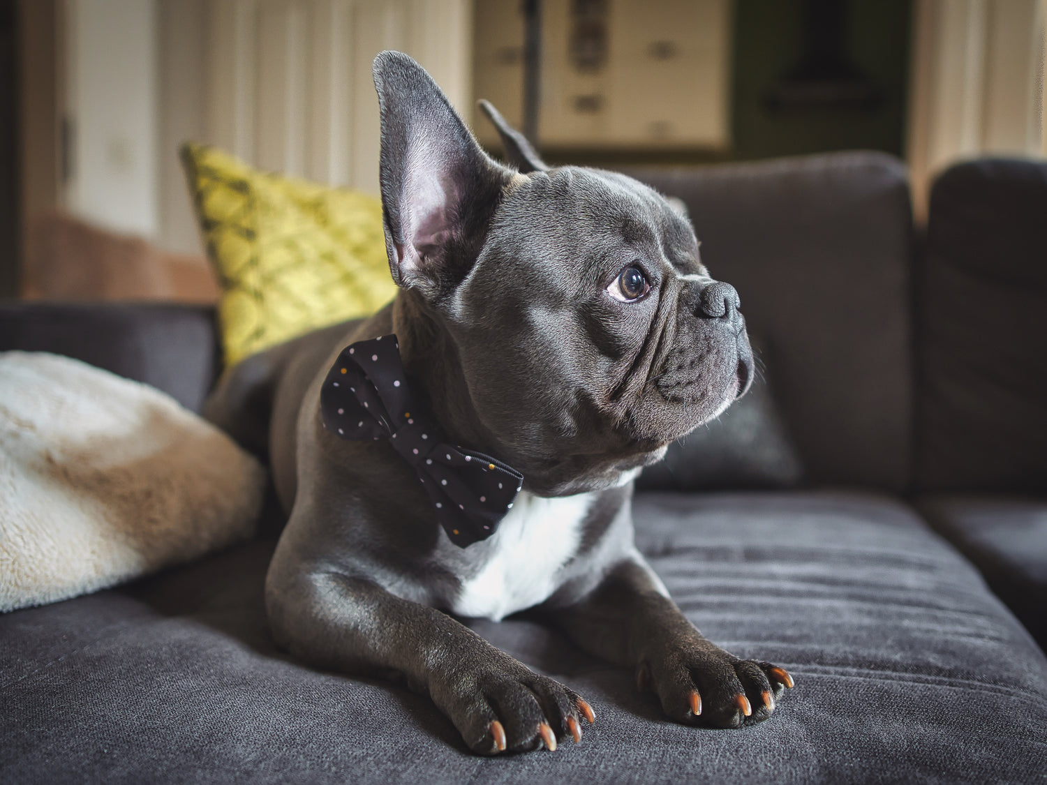 Perro en Pepolli collar para perros con diseño de puntos