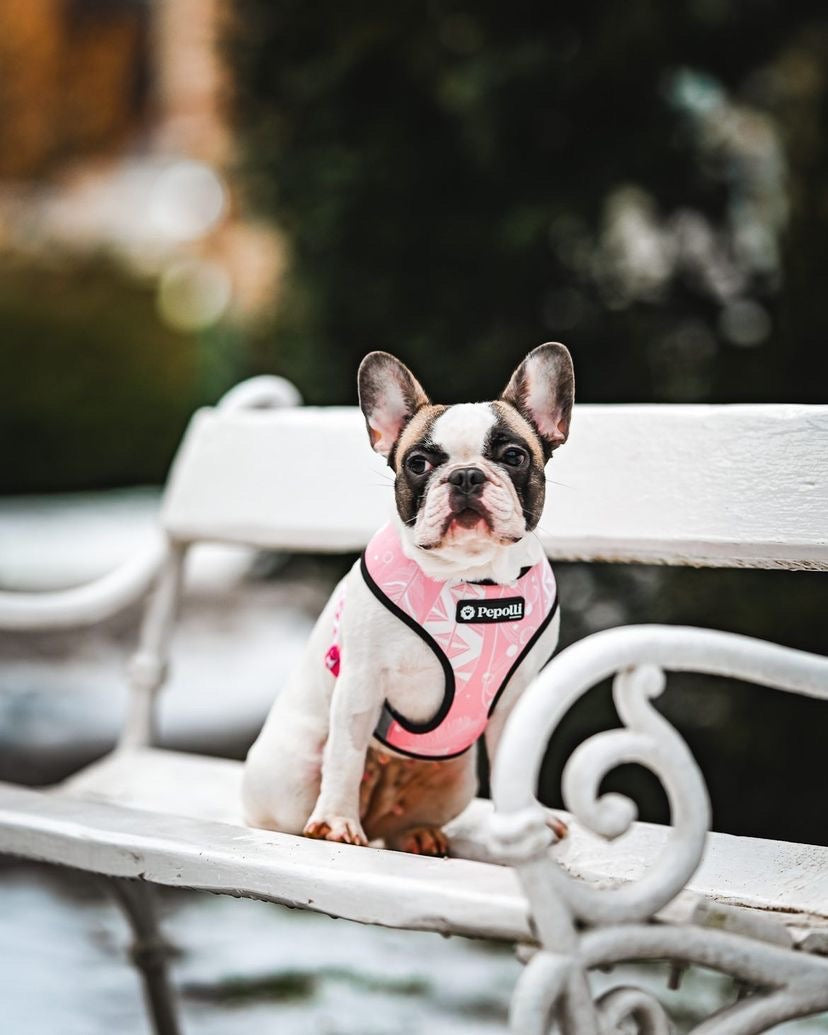 Perro en Pepolli Arnés para perros con diseño boho