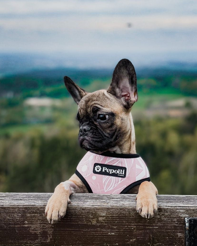 Perro en Pepolli Arnés para perros con diseño boho