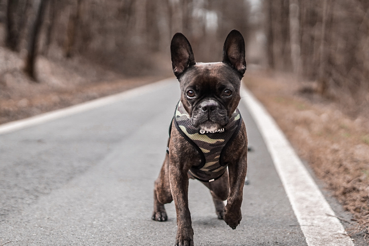 Perro en Pepolli Arnés para perros con diseño Military-Look