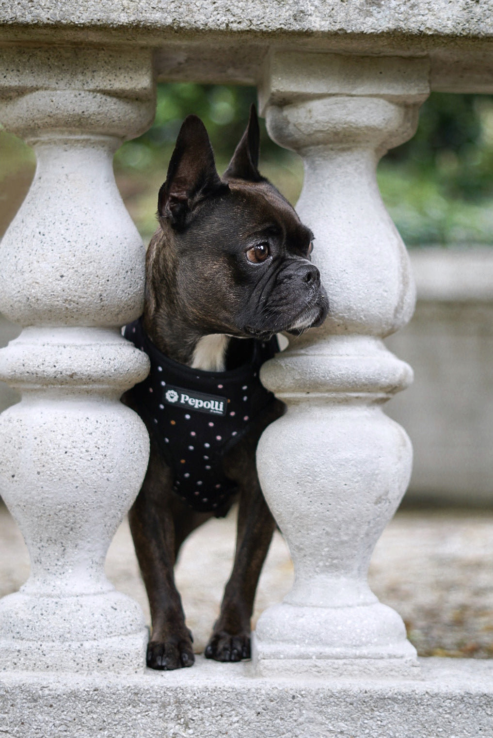 Perro en Pepolli Arnés para perros con diseño de puntos