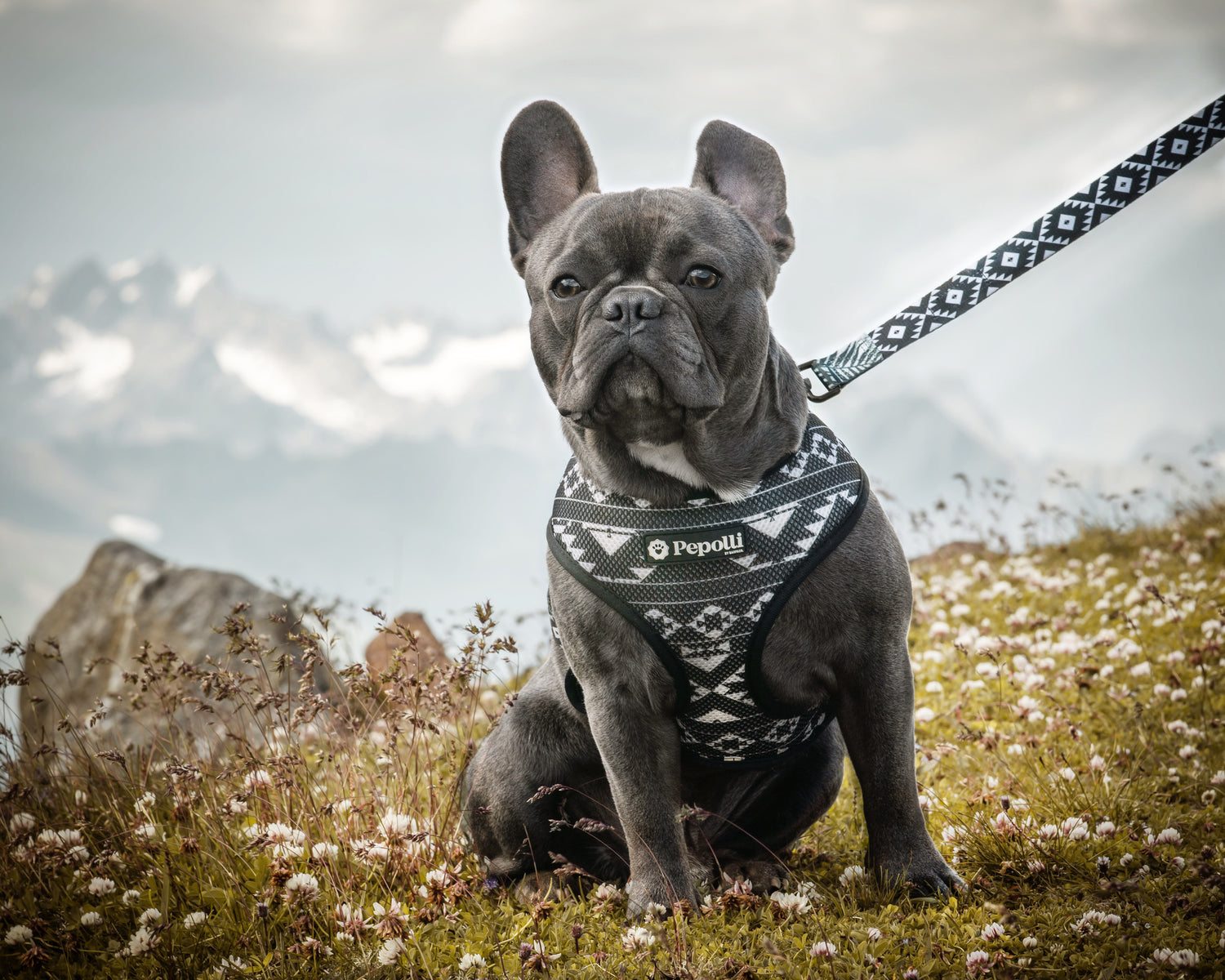 Perro en Pepolli Arnés para perros con diseño de azteca