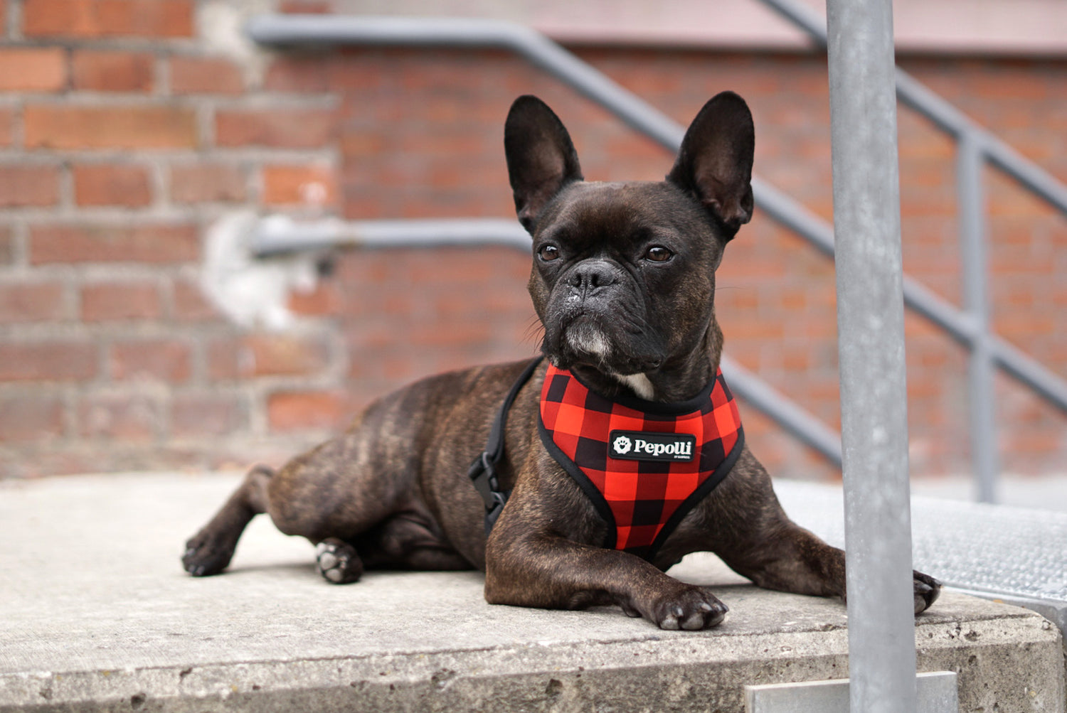 Perro en Pepolli Arnés para perros con diseño Scottish-Look