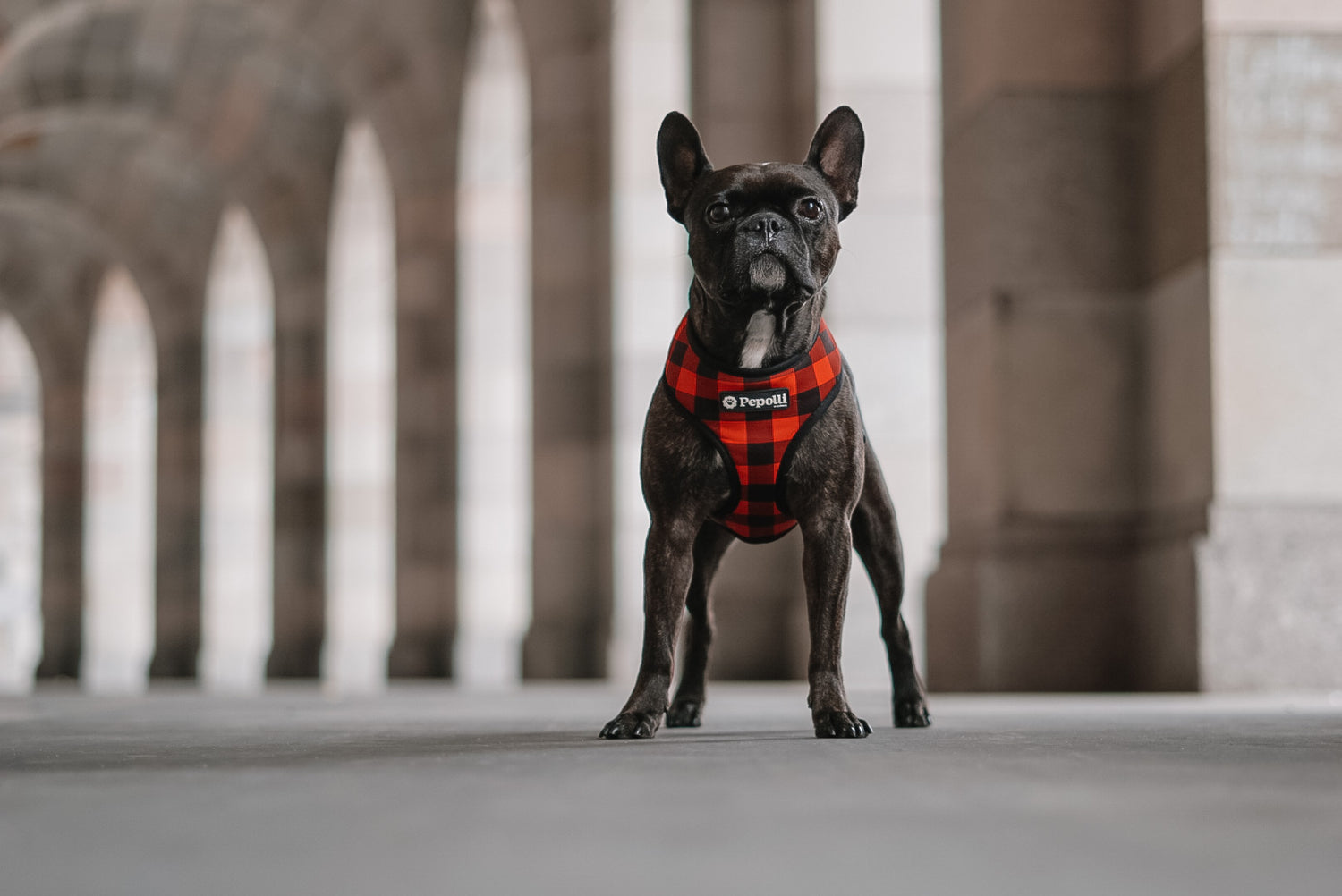 Perro en Pepolli Arnés para perros con diseño Scottish-Look