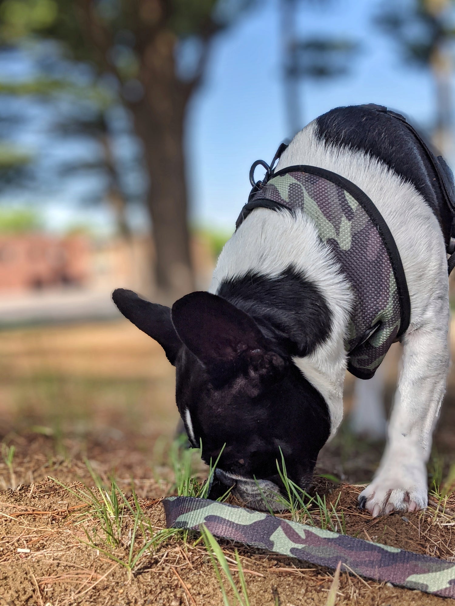 Perro en Pepolli Arnés para perros con diseño Military-Look