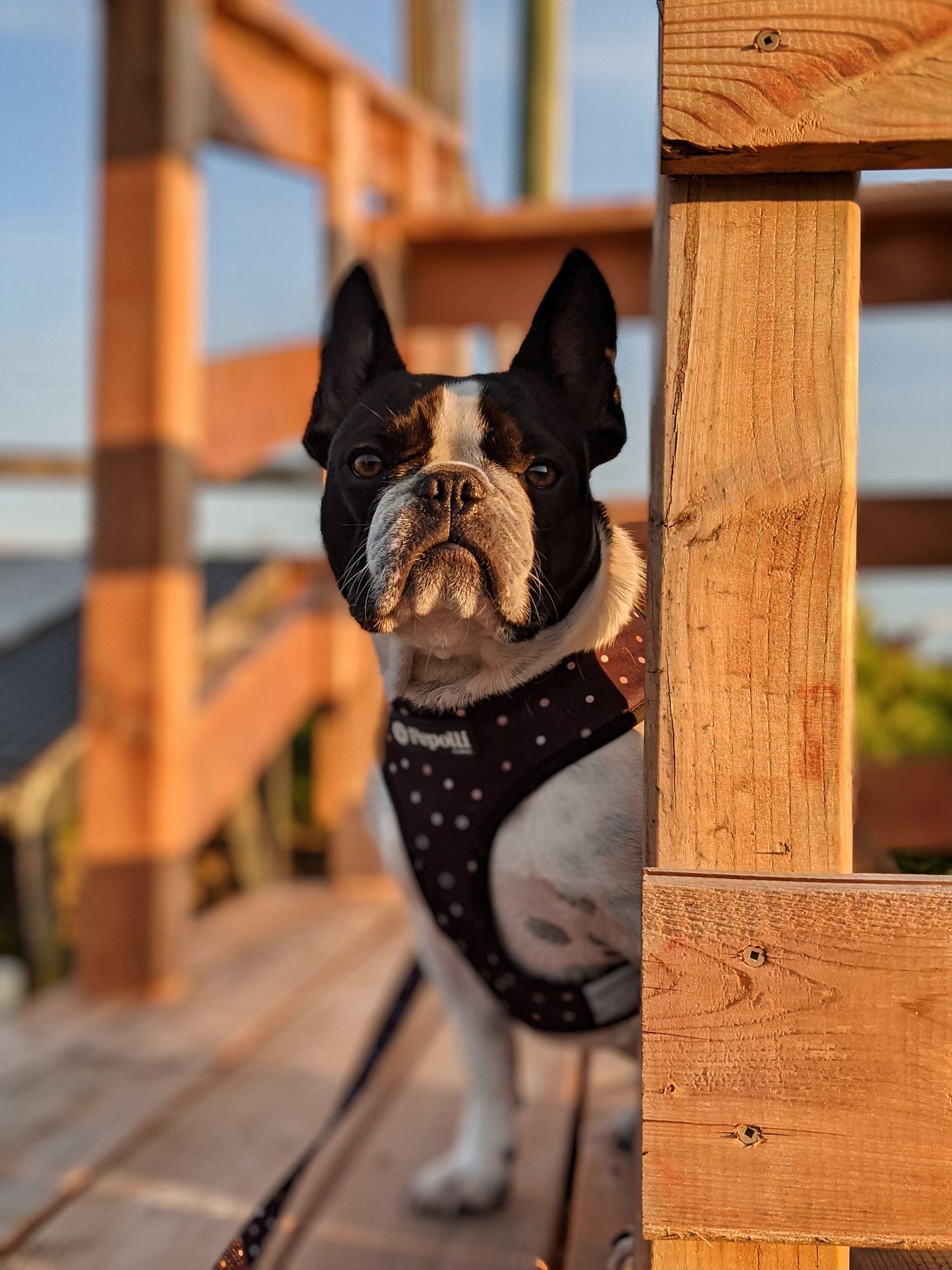 Perro en Pepolli Arnés para perros con diseño de puntos