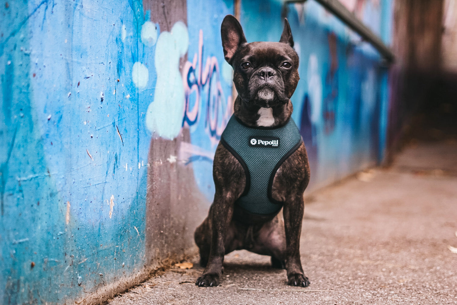 Perro en Pepolli Arnés para perros con diseño en verde