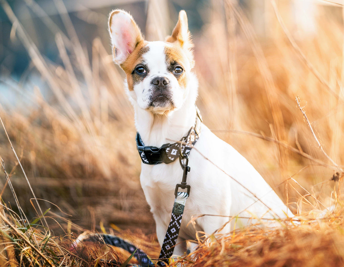 Perro en Pepolli collar para perros con diseño de azteca