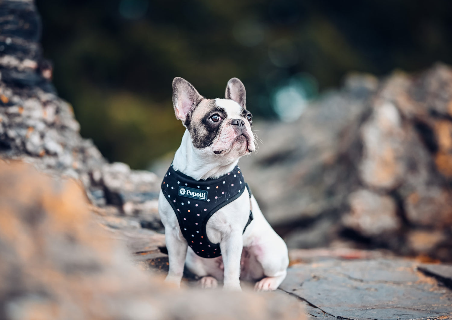 Perro en Pepolli Arnés para perros con diseño de puntos