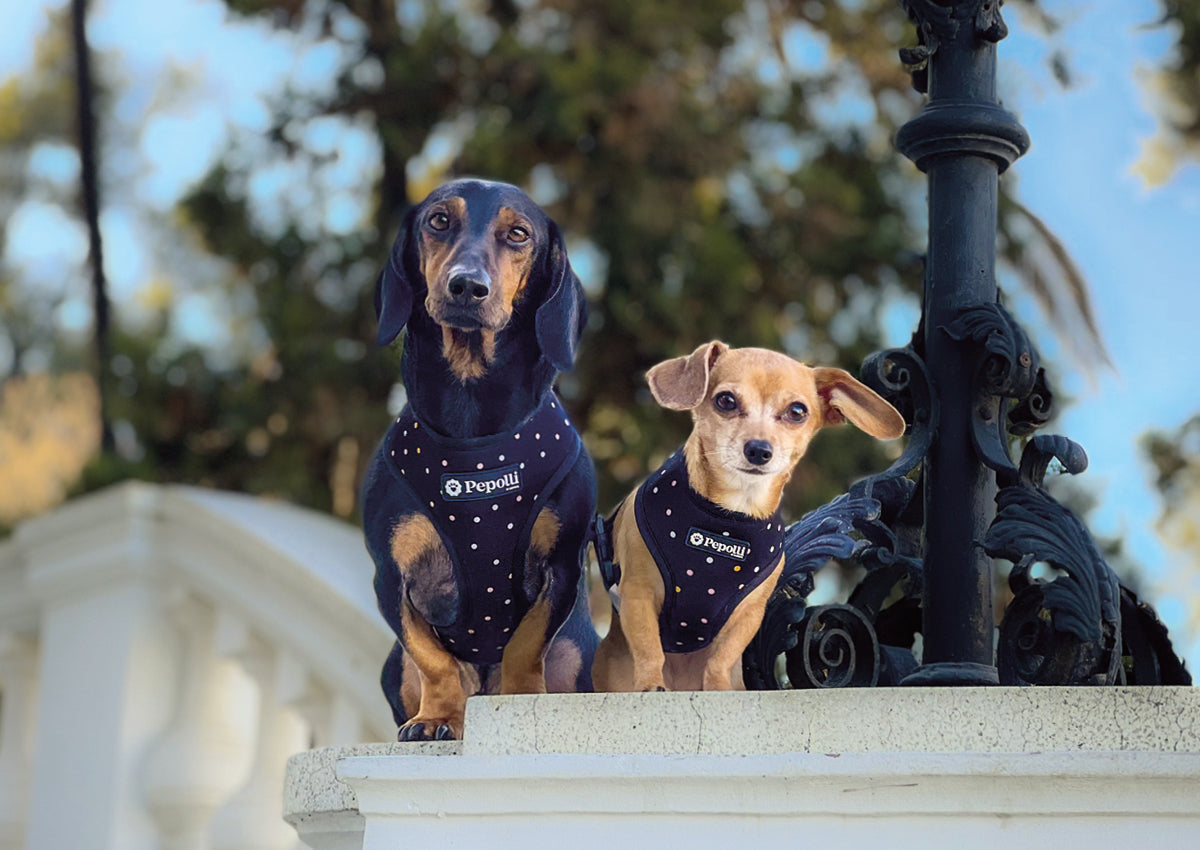 Perro en Pepolli Arnés para perros con diseño de puntos