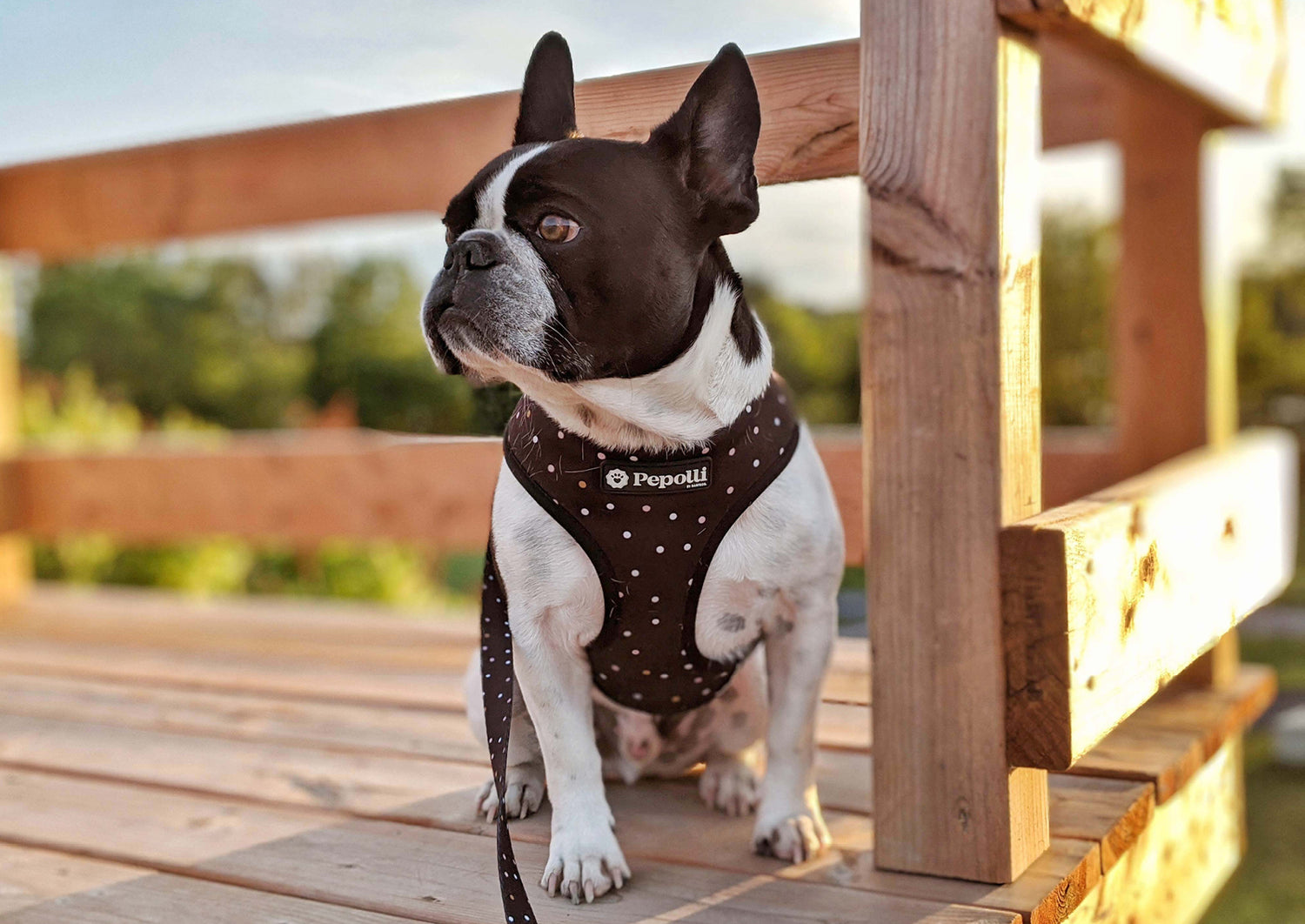 Perro en Pepolli Arnés para perros con diseño de puntos